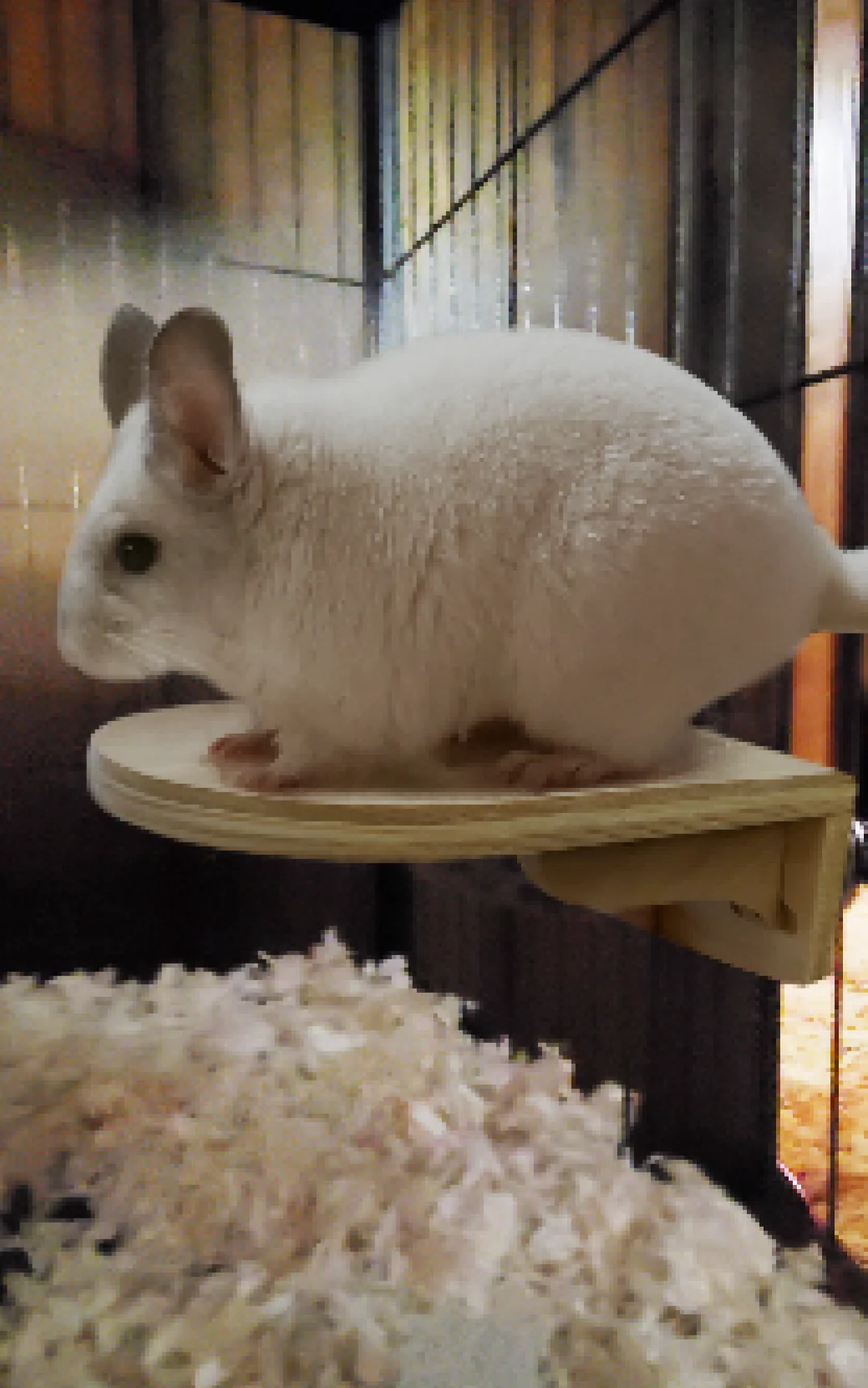 Chinchilla Play Platform - Image 3
