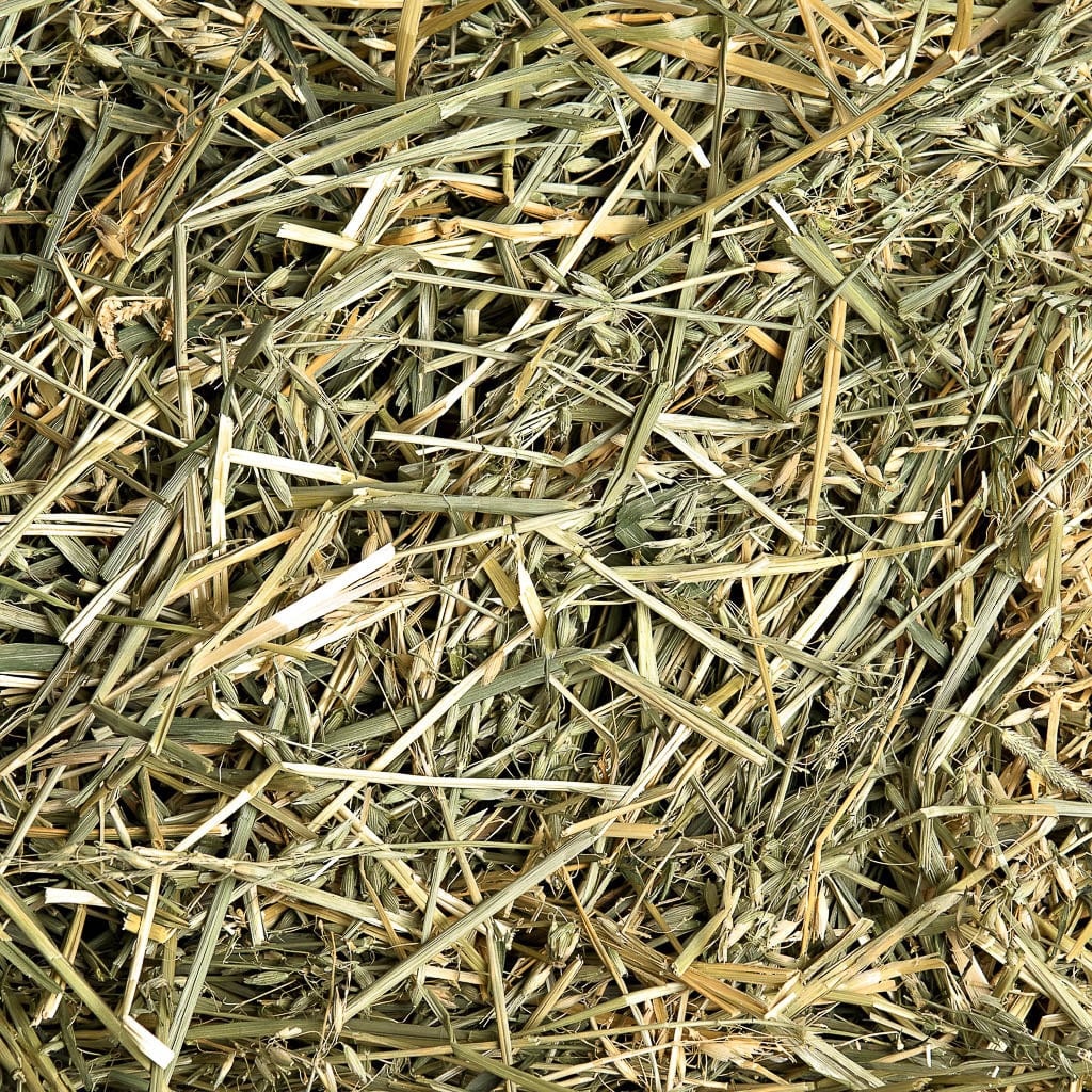 Oat Hay - Image 5