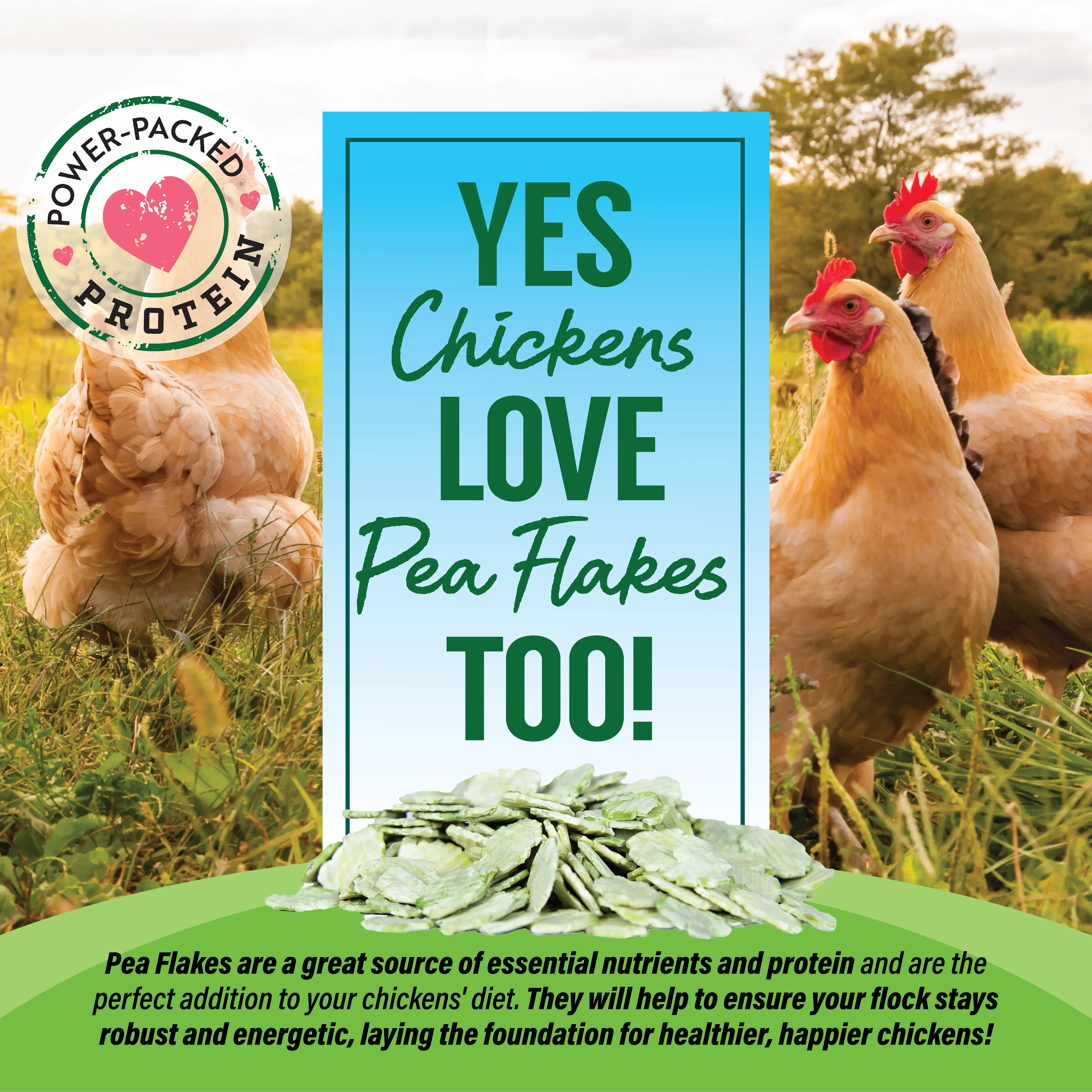 Pea Flakes - Image 4