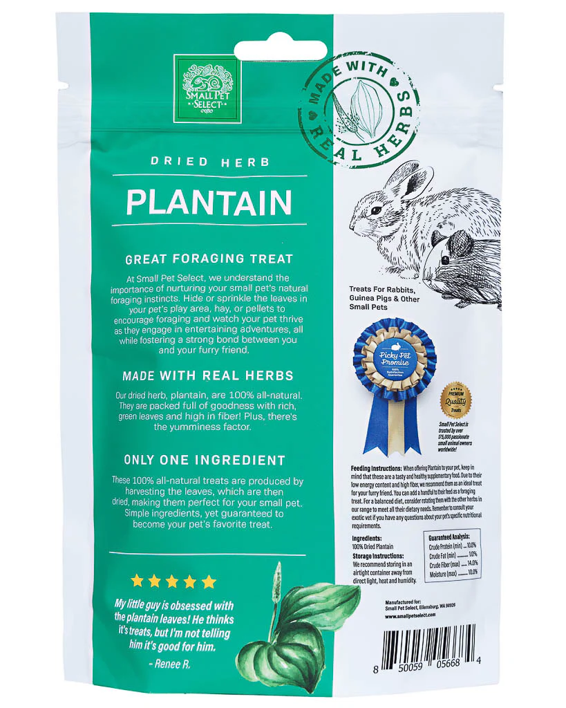 Plantain Forage Herb - Image 3
